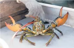  ?? ROBERT F. BUKATY/AP 2021 ?? American exporters sent over 13.2 million pounds of lobster to China in the first 11 months last year. That was a 6% increase over the same period in 2020.