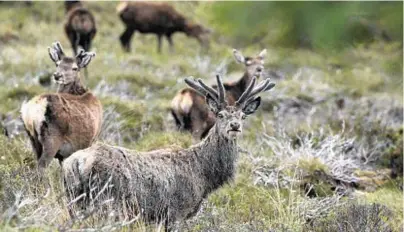  ??  ?? PROBLEM: SNH has been urged to use all its powers to get the deer population under control