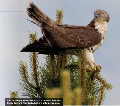  ??  ?? It is rare to get views like this of a perched European Honey Buzzard. This individual is a pale-morph male.