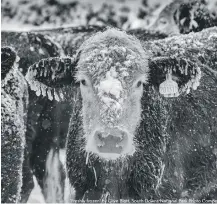  ??  ?? Clive Blott’s competitio­n entry is entitled ‘Freshly Frozen’