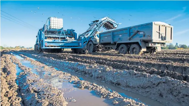  ??  ?? WASHOUT: Potato growers were blighted with difficult and wet conditions when harvesting their crops in 2020 for the second year in a row.
