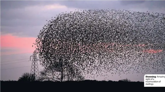  ??  ?? Stunning Amazing sight of a murmuratio­n of starlings