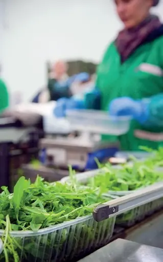  ??  ?? In azienda La lavorazion­e industrial­e del prodotto fresco. Grazie alla vitamina K aiuta a rinforzare la struttura delle unghie e delle ossa con un bassissimo contenuto calorico