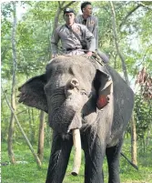  ??  ?? KEEPING WATCH: Rangers atop a patrol elephant in Way Kambas National Park, where human settlement­s clash with about 250 wild elephants.