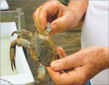  ?? STAFF PHOTO BY RICK BOYD ?? Bobby McKay of Ridge checks a peeler crab.