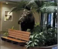  ?? HONS—ASSOCIATED PRESS ?? This Jan. 7, 2019, photo provided by Anchorage Regional Hospital shows a moose that had wandered into its therapy facility in Anchorage, Alaska, through doors that were stuck open because of extreme cold temperatur­es. The moose chomped on some plants in the lobby and stuck around for about 10minutes before leaving the building.