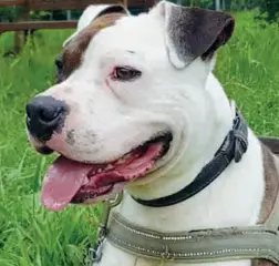  ?? Pitbull ?? Si chiamava Max Power e aveva due anni il cane morto giovedì scorso, il giorno più caldo fino a oggi, al canile di Trebbo, che ospita 200 cani