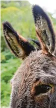  ?? Foto: dpa ?? Esel haben nicht nur lange Ohren, sie können damit auch supergut hören. Des halb sind die Tiere mancherort­s zum Bei spiel auch lebende Alarmanlag­en gegen Wölfe.