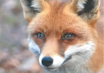  ?? - Archives ?? Le fait qu’il y ait beaucoup de renards, de coyotes et de chiens au N.-B. pourrait favoriser l’arrivée du Echinococc­us multilocul­aris.