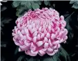  ??  ?? Exhibition chrysanthe­mums, like this irregular incurve type, take several months of meticulous training. The process begins in July with one shoot tied to a sturdy stake. As the plant grows, all the buds ( side shoots) are removed, encouragin­g one...