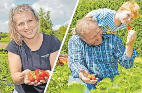  ?? FOTOS: SUSI DONNER ?? Die Erdbeerern­te am bayerische­n Bodensee beginnt. Darüber freut sich Lena Nüberlin. Matthias Marschall und der fünfjährig­e Valentin setzen sich zum Erdbeeren essen gleich mitten ins Feld.