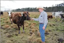  ?? ROSE L. THAYER / AMERICAN-STATESMAN ?? Les Daigle checks on the cattle at his ranch in Orange. Daigle estimates he’s had 20 percent calf loss. “I keep thinking, is it ever going to be better?” he said.