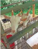  ??  ?? Cabras de Kia Ora Farms