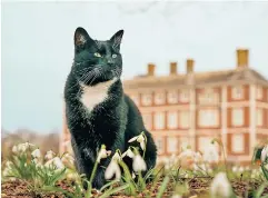  ??  ?? Lord Roscoe stands guard over the snowdrops in the gardens at Ham House
Janette Slack-Smith, who took him on