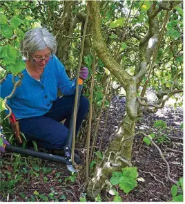  ??  ?? Cut out rogue shoots sprouting from tree or shrub rootstocks