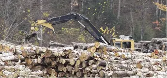  ?? - Archives ?? La compagnie américaine Acadian Timber a mis en vente un terrain de 761 000 acres dans le nord du Nouveau-Brunswick.