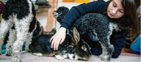  ?? Foto: dpa ?? Die zehnjährig­e Mina streichelt im Krankenhau­s das Kaninchen Berta. Mit dabei sind auch die Pudel Lumpi und Flocke.
