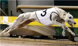  ??  ?? Right: “Elevated” crosses the line in her Warragul Cup heat win on Friday night. The greyhound is trainer Harry Manolitsis’ best chance out of two racing in Saturday’s Warragul Cup.