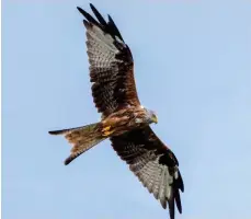  ??  ?? Jon- Paul Purnell’s picture of a soaring red kite