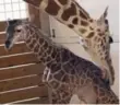 ??  ?? April the giraffe licks her new calf, whose birth was broadcast online.