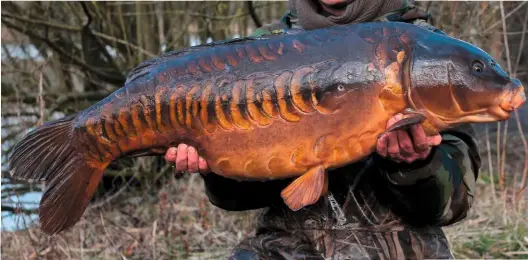  ??  ?? BELOW: When winter carp look this incredible, it makes all the effort of fishing through the cold months worthwhile.