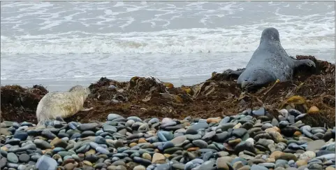  ??  ?? The seal pup and its mother that are currently staying on the beach in Bray.