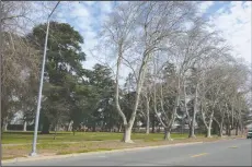  ?? BEA AHBECK/NEWS-SENTINEL ?? Trees at Lawrence Park along Lockeford Street in Lodi on Tuesday.