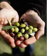  ??  ?? Avant de gauler les oliviers, il faut placer des filets au pied des arbres. Dans son domaine, Jean-Yves utilise le peigne électrique pour ramasser les olives de ses   arbres. Avant de commencer la cueillette, il faut que  % des « caillettes » soient « tournantes », c’est-à-dire de couleur brun rouge, signe de maturité.