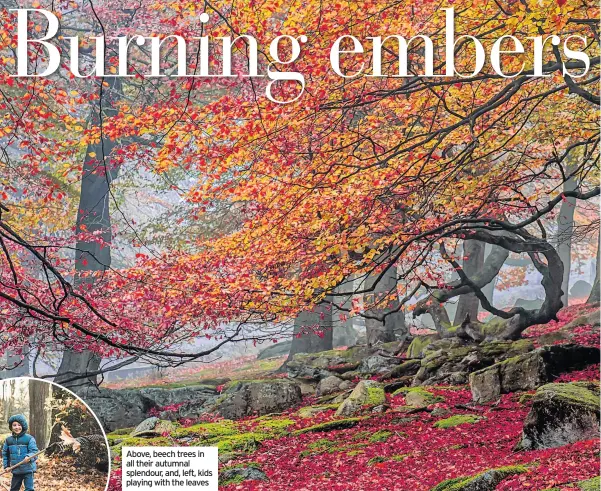  ??  ?? Above, beech trees in all their autumnal splendour, and, left, kids playing with the leaves