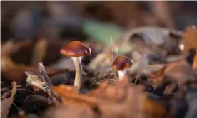  ??  ?? One of the authors of the study warned against seeking out mushrooms for DIY treatment. Photograph: Imperial College London/PA