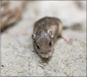 ?? KEN BOHN — SAN DIEGO ZOO WILDLIFE ALLIANCE VIA AP ?? This Pacific pocket mouse named Sir Patrick Stewart received a Guinness World Records title this week for longevity. Pat is the oldest living mouse in human care at the ripe age of 9 years and 209 days.