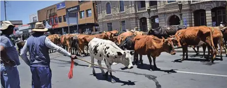  ?? Picture: ABONGILE SOLUNDWANA ?? MOO! About 300 head of cattle stood in Cathcart Road in front of the town hall when members of the Mlungisi Farmers’ Associatio­n marched to the Enoch Mgijima Local Municipali­ty offices on Wednesday