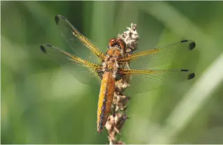  ??  ?? The beautiful scarce chaser dragonfly is now red-listed but is far from scarce on the Lower Avon