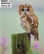  ?? ?? HUNTER Tawny owl