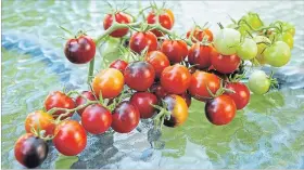  ??  ?? Just two clusters of MidnightSn­ack tomatoes make a showy spread — the fruit ripens to dark red with streaks of purple and has a rich tomato flavour.