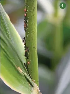  ??  ?? 4 You may notice that some of these aphids, seen on a corn stalk with their protective entourage of ants, are light brown in colour. They’re quite dead, and have been parasitise­d by another small braconid wasp species (see image No. 6). At least 50% of...