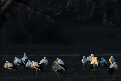  ?? ?? Storks gather Jan. 31 in Soto del Real, Spain, on the outskirts of Madrid.