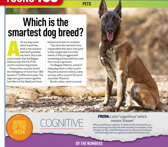 13 Most Intelligent Dog Breeds Revealed