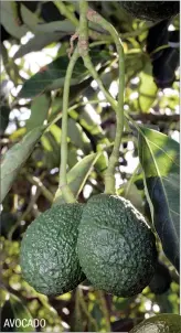  ??  ?? AVOCADO