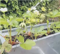  ??  ?? First year strawberry runners in a trough.