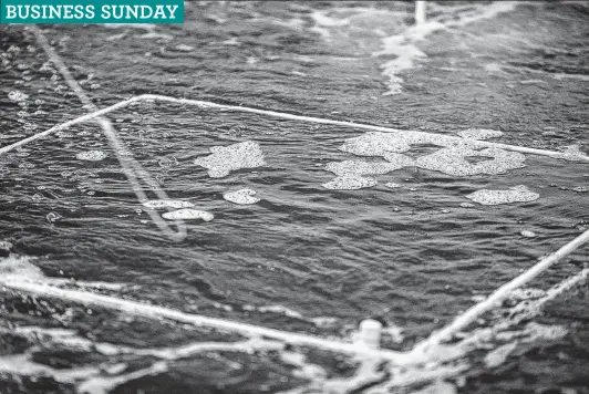  ?? Photos by Josie Norris / Staff photograph­er ?? Bubbles form at the surface of NaturalShr­imp’s tanks holding salt water to grow shrimp. The company hopes to become a major supplier of sustainabl­e shrimp as the global population grows and oceans continue to be overfished.