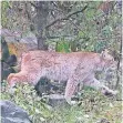  ?? FOTO: DPA ?? Der zweijährig­e Luchs war seit Sonntagvor­mittag verschwund­en.