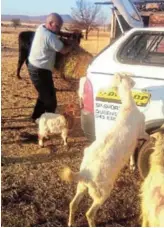  ?? Picture: SUPPLIED ?? ANIMAL CARE: The SPCA provides food and water to allegedly neglected livestock on Thursday