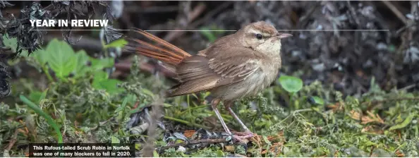  ??  ?? This Rufous-tailed Scrub Robin in Norfolk was one of many blockers to fall in 2020.