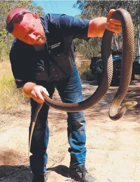  ??  ?? Gold Coast snake handler Tony Harrison is getting busier as people find the reptiles have moved in to their homes.