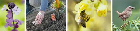  ??  ?? Left to right: Wallflower ‘Bowles’s Mauve’; time to start sowing carrots; an early honey bee gathers nectar; a wren on top of a leylandii.