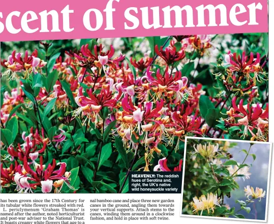  ??  ?? HEAVENLY: The reddish hues of Serotina and, right, the UK’s native wild honeysuckl­e variety