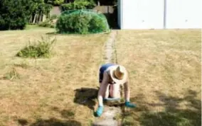  ??  ?? Dat de wortels van het gras beter loskomen bij droog weer, moest deze vrouw zich geen twee keer laten vertellen.
FOTO KATRIJN VAN GIEL