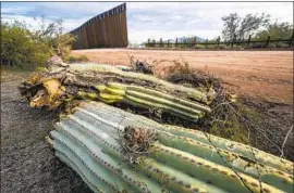  ??  ?? A SAGUARO, difficult to transplant and sacred to the Tohono O’odham Nation, lies broken after being uprooted by a crew for border wall constructi­on in Arizona.