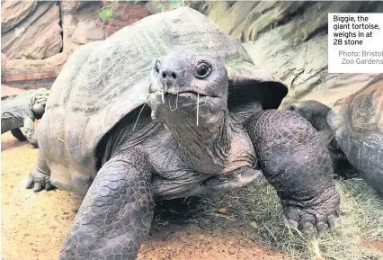  ?? Photo: Bristol Zoo Gardens ?? Biggie, the giant tortoise, weighs in at 28 stone